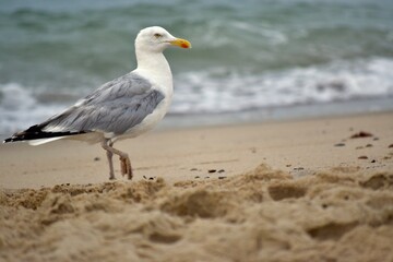 Fototapeta na wymiar Seagull at the beach
