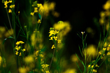 Obraz premium A mustard flower :dandelions in the meadow