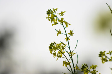 leaves in the morning : mustard flower