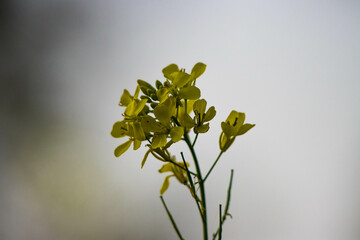 mustard flower 