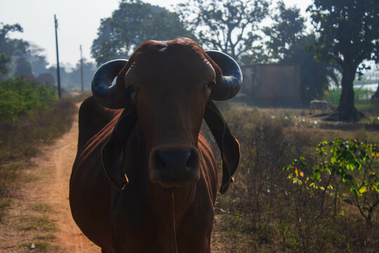 redd indian bull 