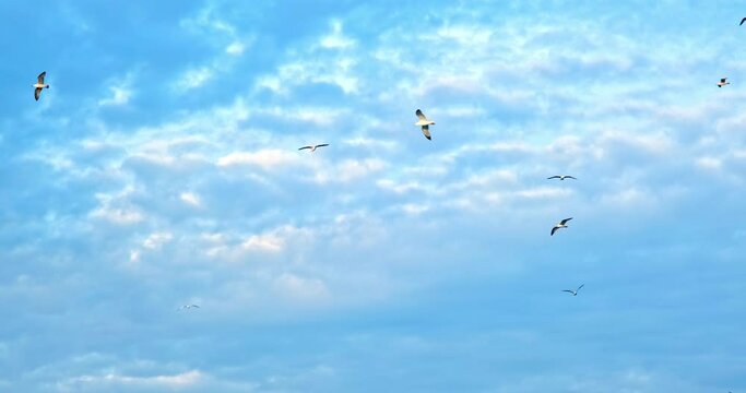 Gliding amidst the clouds, the seagulls harmonize beautifully with the deep blue expanse, embodying the essence of freedom