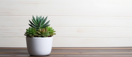 A decorative succulent plant in a white pot is placed on top of an old wooden table, providing a simple yet charming display. The white pot contrasts beautifully against the weathered wood, creating a