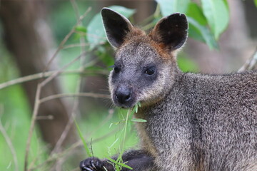 Obraz premium Swamp Wallaby