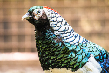 Pheasants are birds of several genera within the family Phasianidae in the order Galliformes