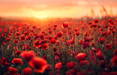 A field of red poppies with the sun in the background