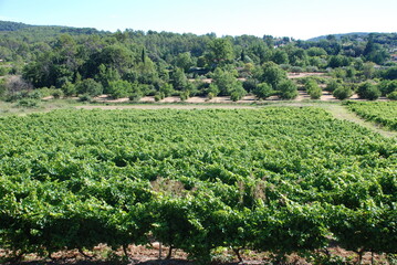 Fototapeta na wymiar vineyard in the Provence (south of France)