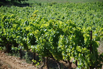 vineyard in the Provence (south of France)