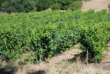 Fototapeta na wymiar vineyard in the Provence (south of France)