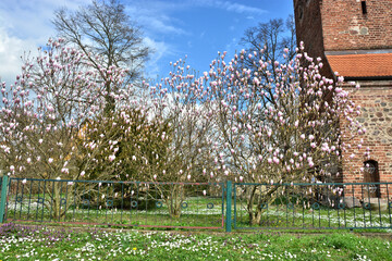 Obraz premium Strauch mit Magnolienblüte