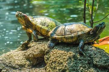 The red-eared slider or red-eared terrapin (Trachemys scripta elegans) is a subspecies of the pond...