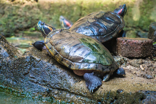 The red-eared slider or red-eared terrapin (Trachemys scripta elegans) is a subspecies of the pond slider (Trachemys scripta)