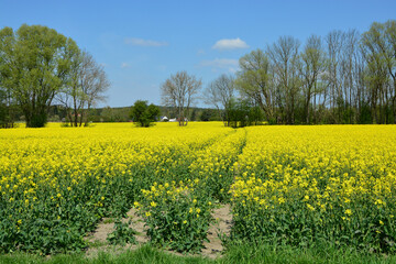 Rapsfeld in voller Bl&uuml;te