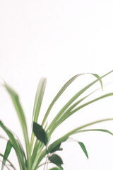 white lily of the valley