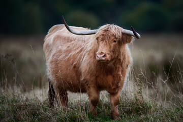 Highland Cow in Long Dried Grass