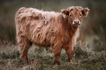 Highland Cattle Calf in Long Dried Grass - obrazy, fototapety, plakaty