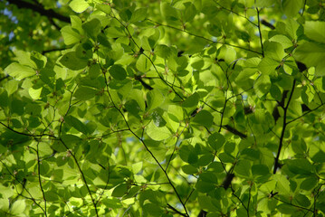 Fototapeta na wymiar Leaves with sunshine