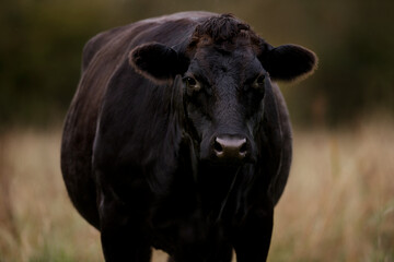 Large Black Cow Standing in Field