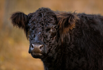 Portrait of Fluffy Black Cow