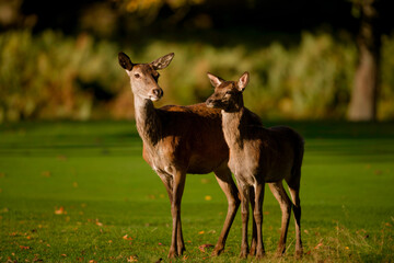 Red Deer Hind with Fawn