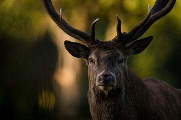 Headshot of Red Deer Stag in Woodland Setting