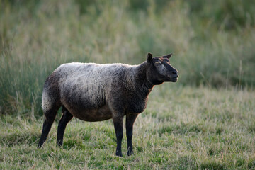 Blue Texel Sheep Standing Alert in Field - obrazy, fototapety, plakaty