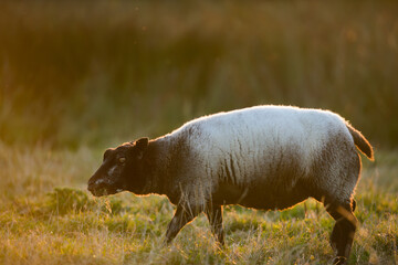 Side View of Blue Texel Sheep Walking at Golden Hour