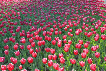 Keukenhof in the Netherlands