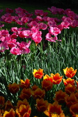 Keukenhof in the Netherlands