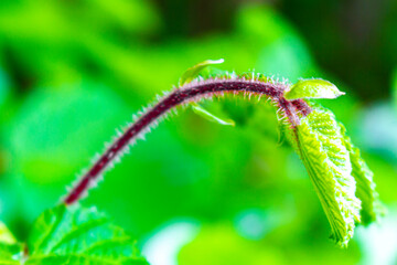 Young fresh hazelnut tree branch red and hairy.
