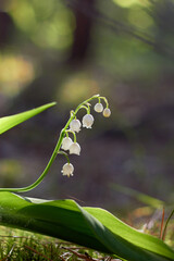 Lily-of-the-valley (Convallaria majalis) blooming in the spring forest.
