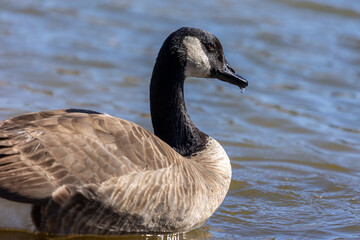 Canadian Geese Spotting in Northern Colorado