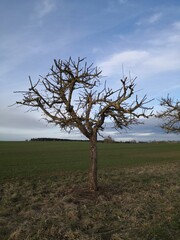 Obstbaumschnitt richtig oder falsch?