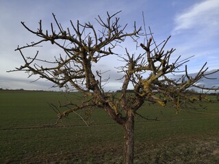 Obstbaumschnitt richtig oder falsch?