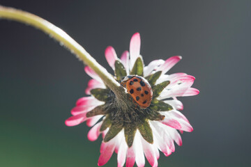  Close up shot of ladybug on small field daisy flower and gray background. Beauty, springtime, life, nature, backgrounds. 