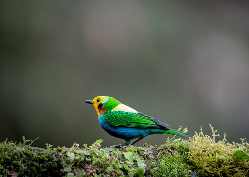 Chlorochrysa nitidissima, also known as the "multicolor tanager", is a beautiful bird that inhabits the humid forests of the Colombian mountains. Its shiny plumage and elegant posture are cute.