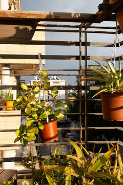 Sunlit variegated Hoya carnosa on a balcony, with cityscape backdrop in Tel Aviv, showcasing urban gardening.