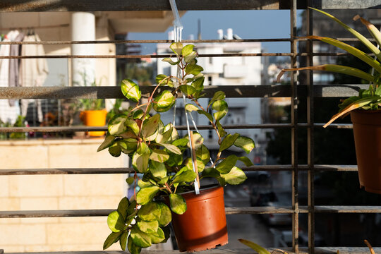 Sunlit variegated Hoya carnosa on a balcony, with cityscape backdrop in Tel Aviv, showcasing urban gardening