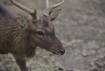 Deers staying in a zoo