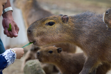 The Capybara, the most friendly giant animal