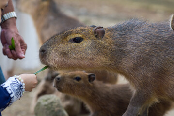 The Capybara, the most friendly giant animal