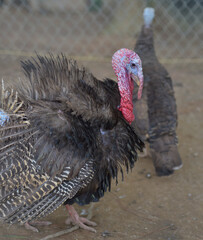 The turkey with bice feathers staying in a zoo