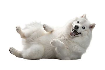 Samoyed dog on a transparent background