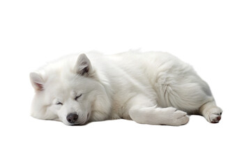 Samoyed dog on a transparent background