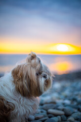 shih tzu dog sits on the seashore at sunset