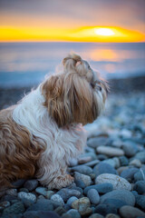 shih tzu dog sits on the seashore at sunset