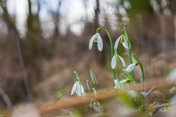 Snowdrop - Galanthus nivalis first spring flower. White flower with green leaves.