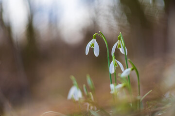 Snowdrop - Galanthus nivalis first spring flower. White flower with green leaves.