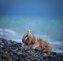 shih tzu dog sits on the seashore in a storm