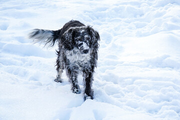 active dog running and playing in the snow on the nature